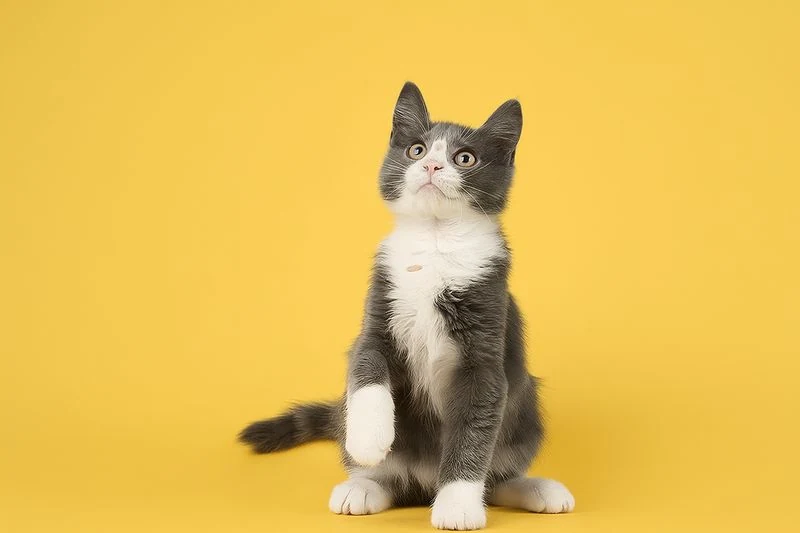 Grey and white kitten on a yellow backdrop