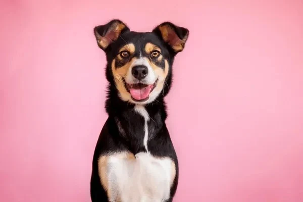 Happy kelpie-cross dog on a pink backdrop